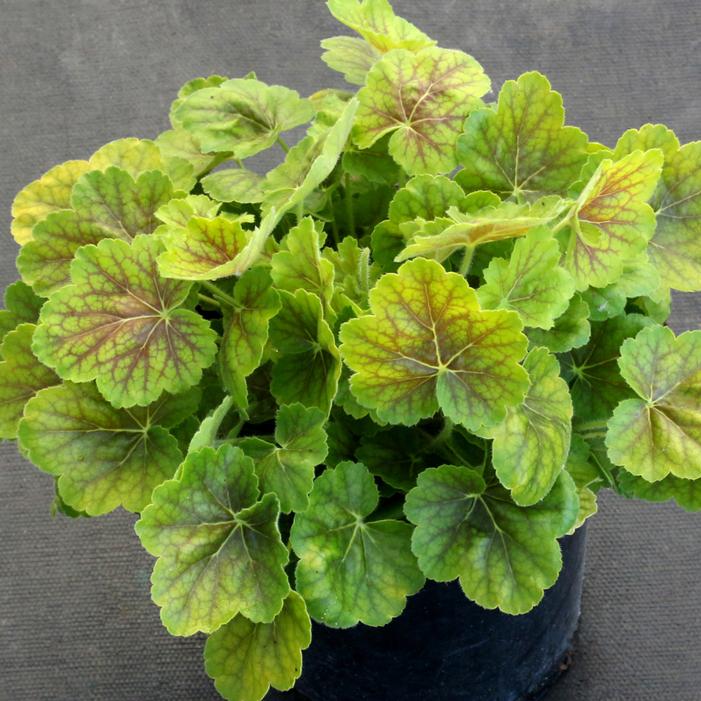 Photo courtesy of Terra Nova Nurseries, Inc.