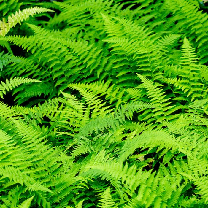 Image courtesy of Growing Colors / Gardenworld, Inc.