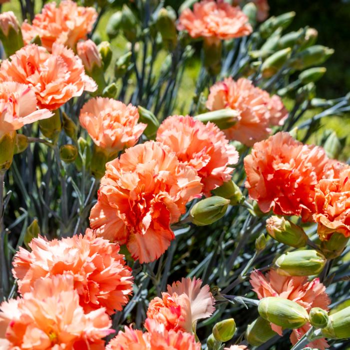 Image courtesy of Growing Colors / Gardenworld, Inc.