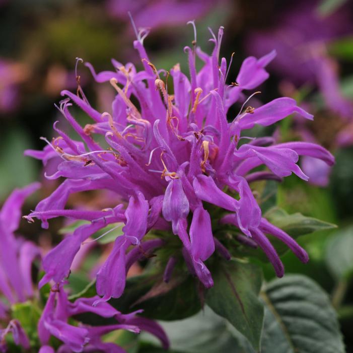 Image courtesy of Growing Colors / Gardenworld, Inc.