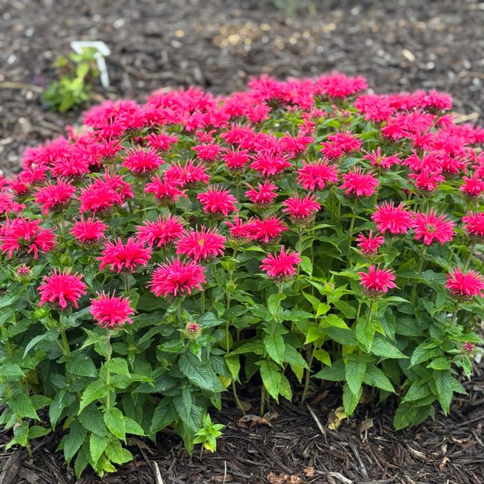 Image courtesy of Growing Colors / Gardenworld, Inc.