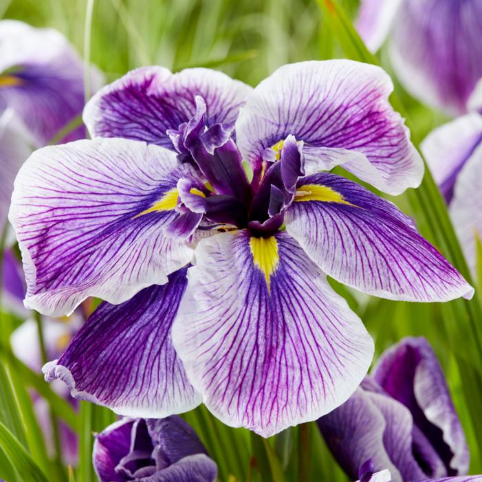 Image courtesy of Growing Colors / Gardenworld, Inc.