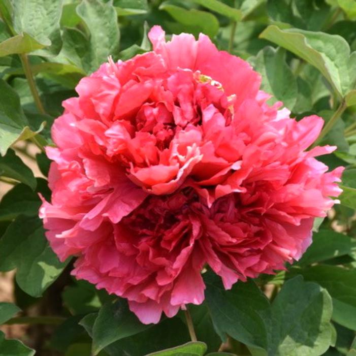 Image courtesy of Growing Colors / Gardenworld, Inc.