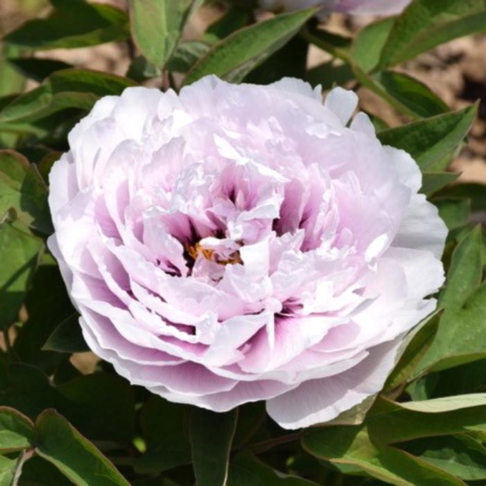 Image courtesy of Growing Colors / Gardenworld, Inc.