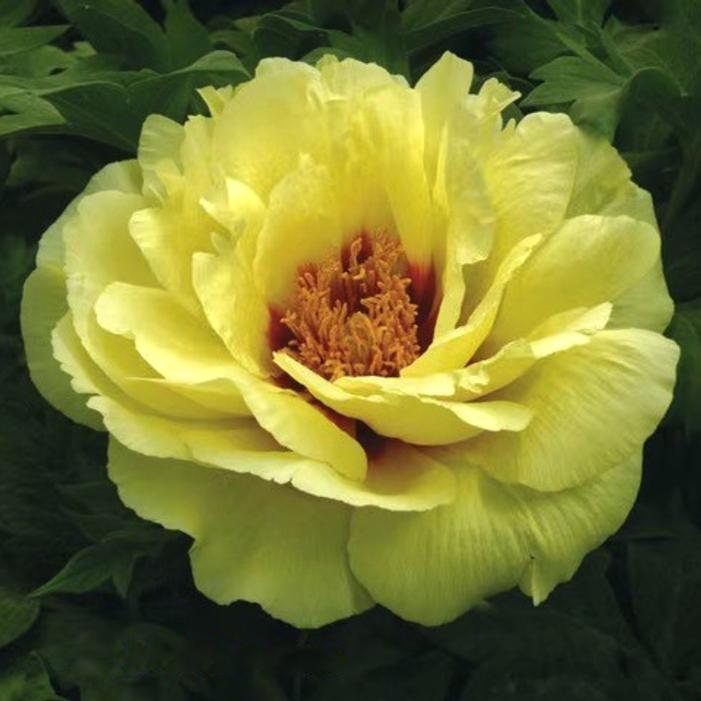 Image courtesy of Growing Colors / Gardenworld, Inc.