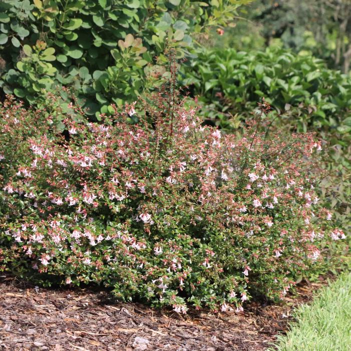 Image property of and used with permission from Spring Meadow Nursery