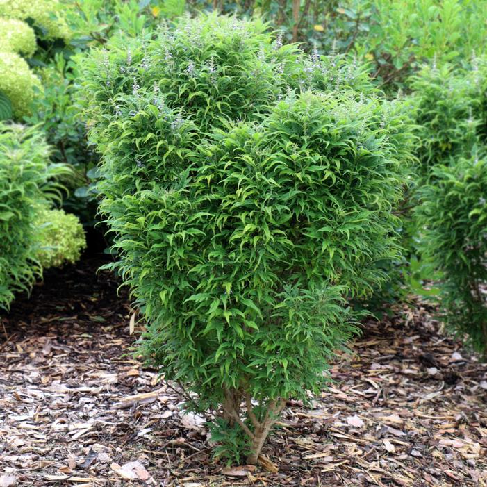 Image property of and used with permission from Spring Meadow Nursery