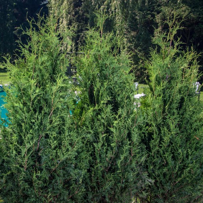 Image property of and used with permission from Spring Meadow Nursery