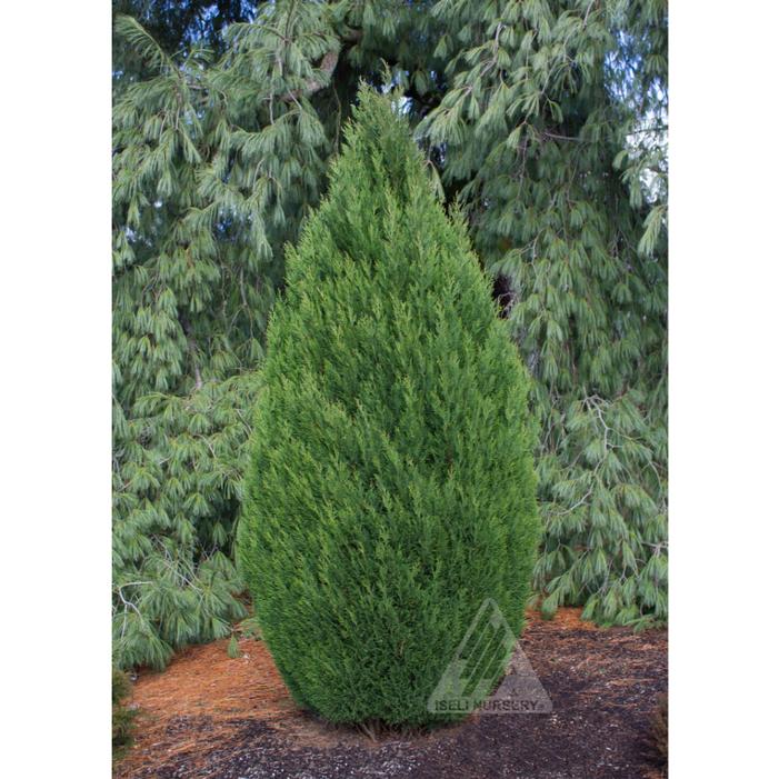 Image property of and used with permission from Iseli Nursery