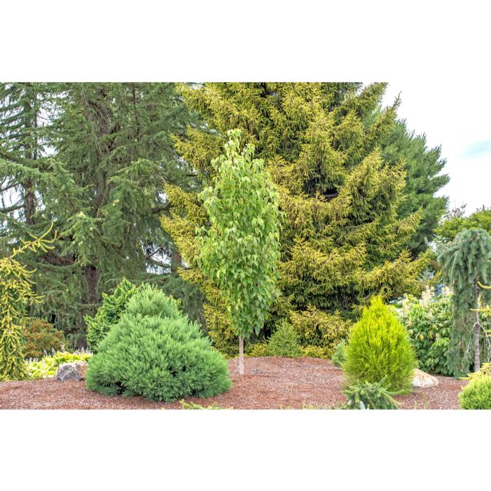 Image property of and used with permission from Iseli Nursery