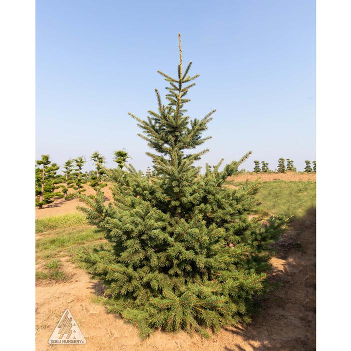 Image property of and used with permission from Iseli Nursery