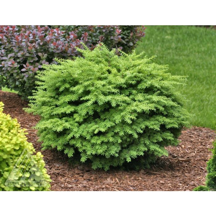 Image property of and used with permission from Iseli Nursery