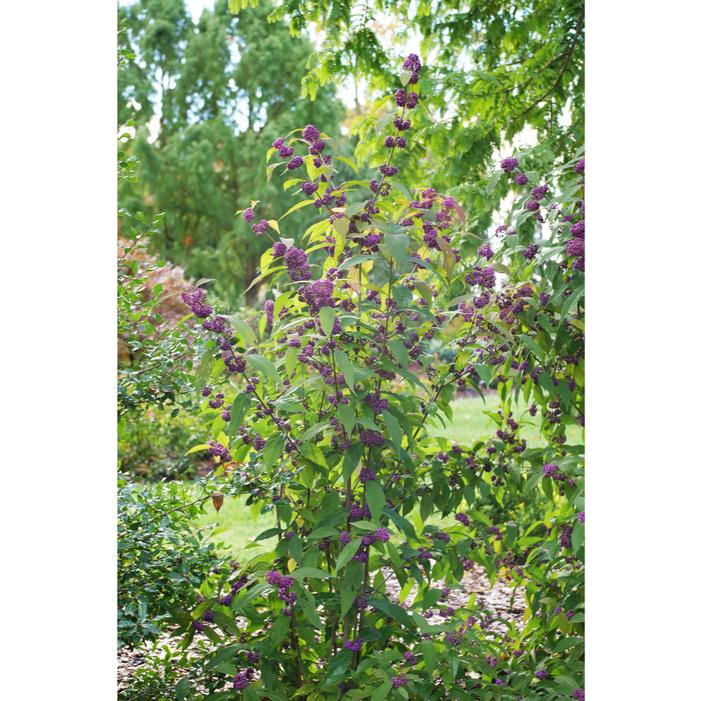 Image property of and used with permission from Spring Meadow Nursery