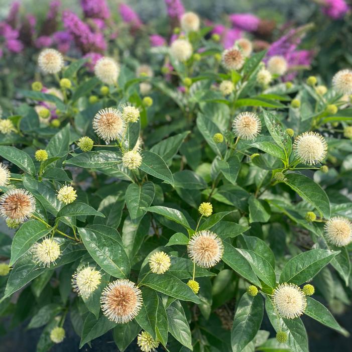 Image property of and used with permission from Spring Meadow Nursery