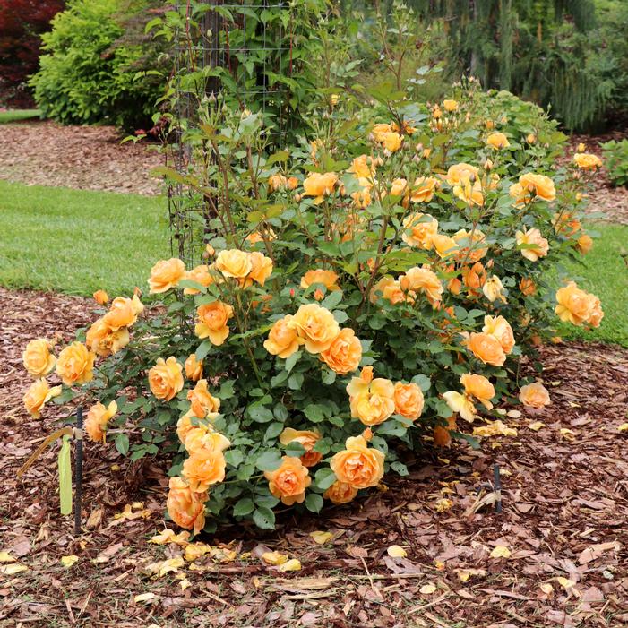 Image property of and used with permission from Spring Meadow Nursery