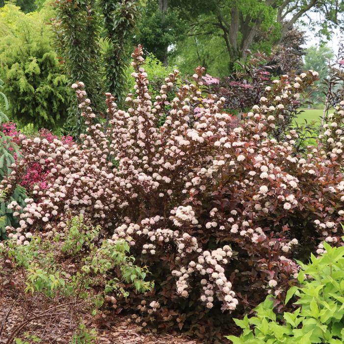 Image property of and used with permission from Spring Meadow Nursery