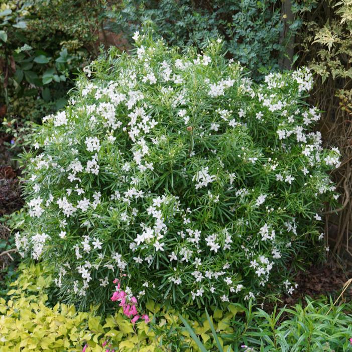 Image property of and used with permission from Spring Meadow Nursery