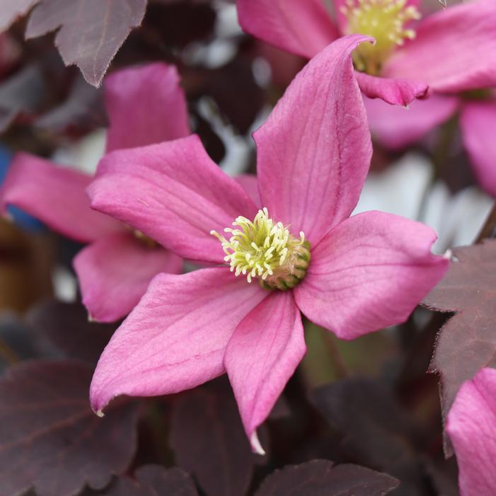 Image property of and used with permission from Spring Meadow Nursery