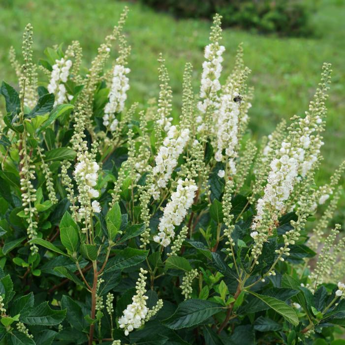 Image property of and used with permission from Spring Meadow Nursery