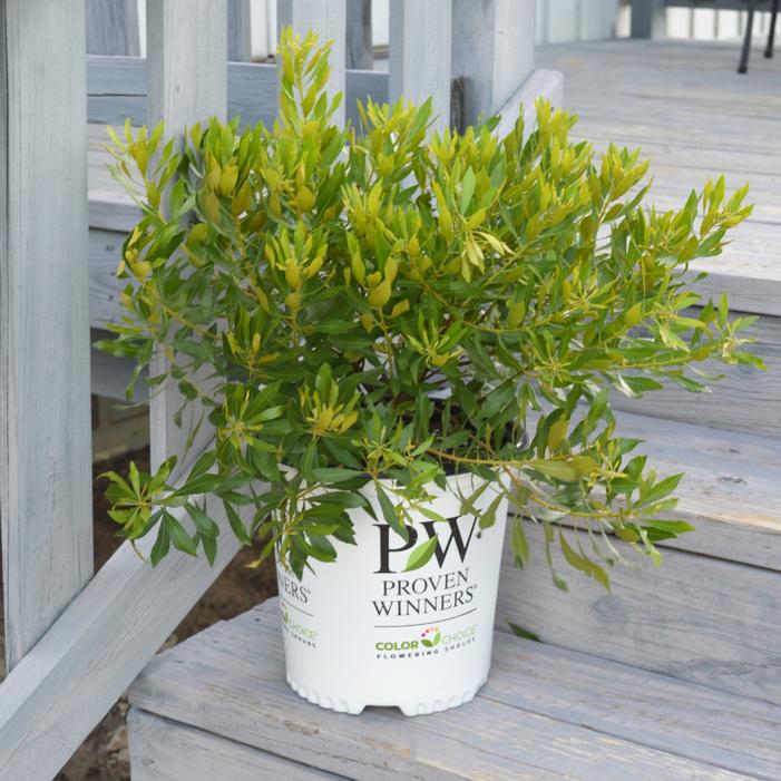 Image property of and used with permission from Spring Meadow Nursery