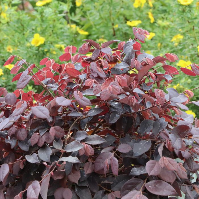 Image property of and used with permission from Spring Meadow Nursery