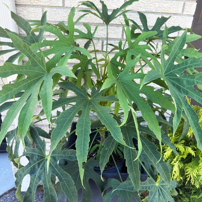 Image property of and used with permission from Spring Meadow Nursery