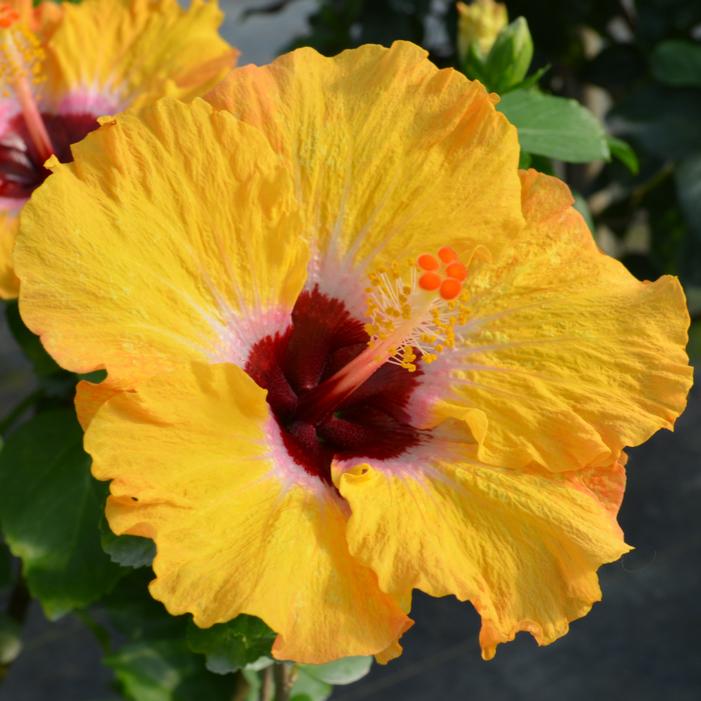 Image property of and used with permission from Spring Meadow Nursery