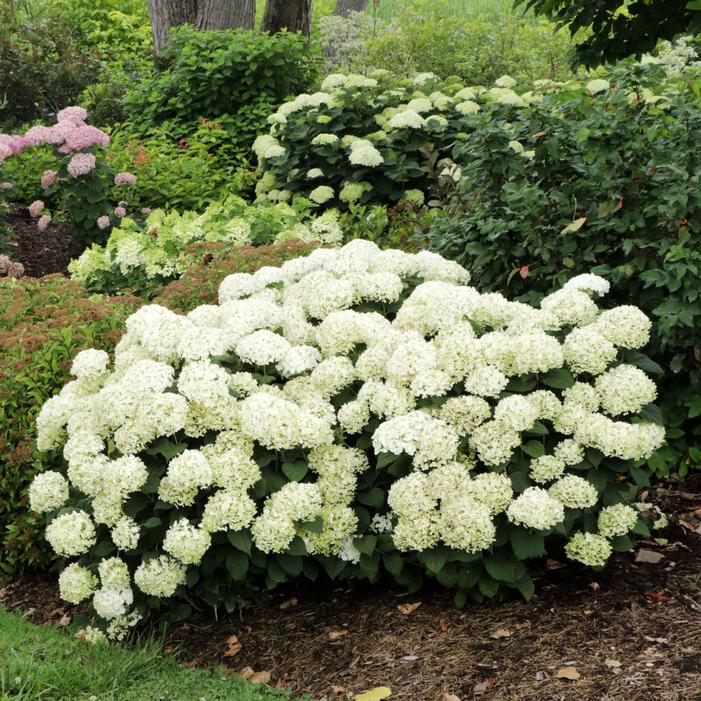 Image property of and used with permission from Spring Meadow Nursery