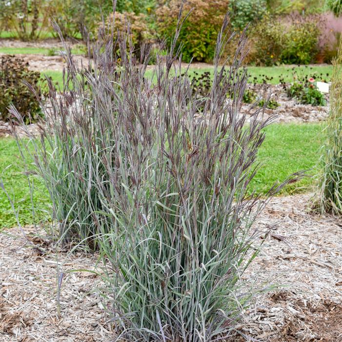 Image property of and used with permission from Walters Gardens