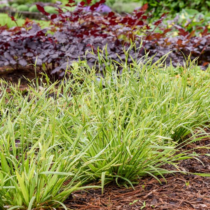 Image property of and used with permission from Walters Gardens