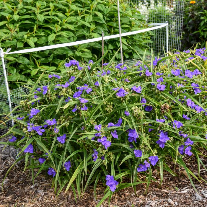 Image property of and used with permission from Walters Gardens