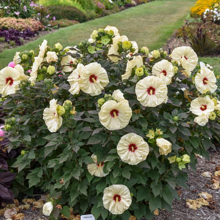 Image property of and used with permission from Walters Gardens