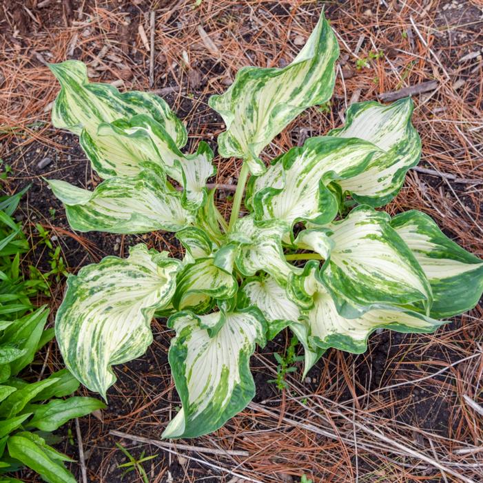 Image property of and used with permission from Walters Gardens