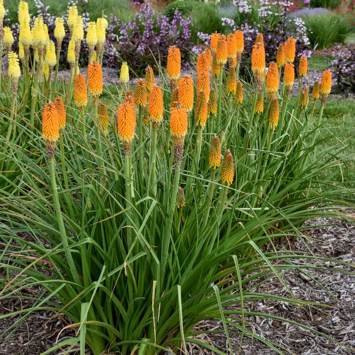 Image property of and used with permission from Walters Gardens