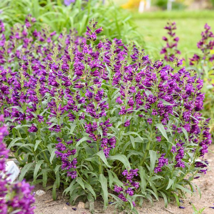 Image property of and used with permission from Walters Gardens