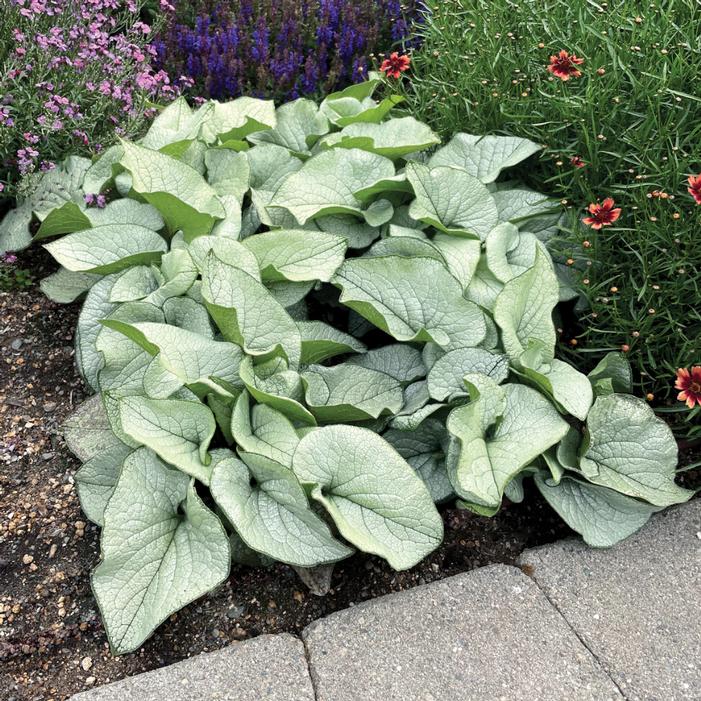 Photo courtesy of Terra Nova Nurseries, Inc.