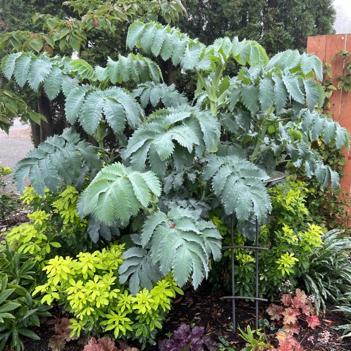 Photo courtesy of Terra Nova Nurseries, Inc.