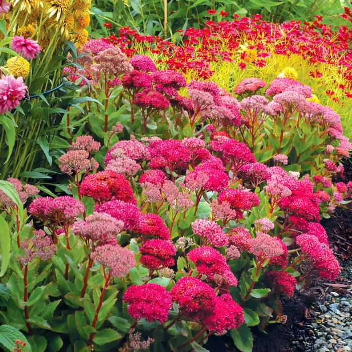 Photo courtesy of Terra Nova Nurseries, Inc.