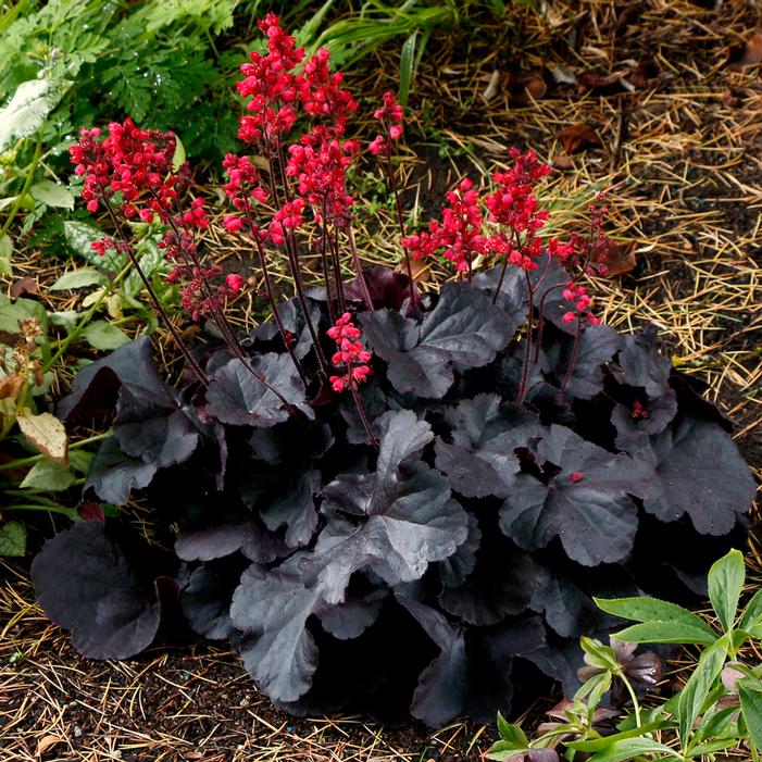 Photo courtesy of Terra Nova Nurseries, Inc.