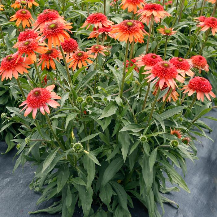 Photo courtesy of Terra Nova Nurseries, Inc.