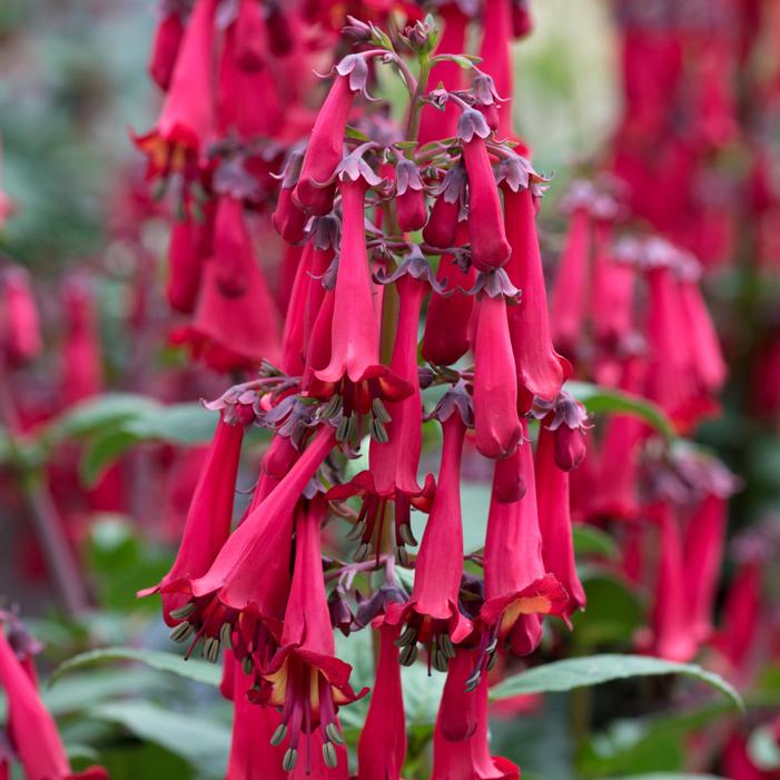 Photo courtesy of Terra Nova Nurseries, Inc.