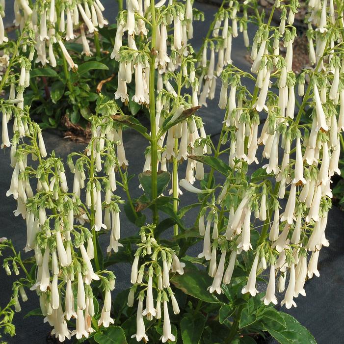 Photo courtesy of Terra Nova Nurseries, Inc.