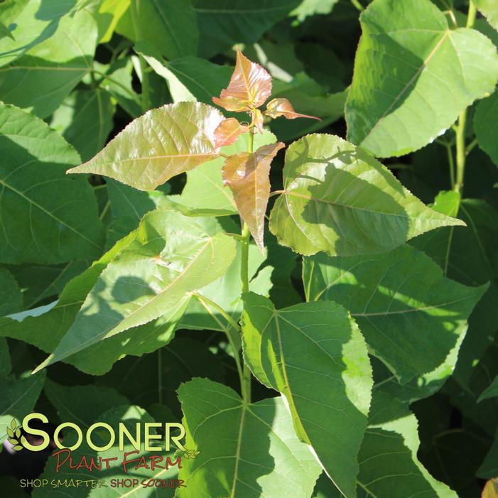 Image property of Sooner Plant Farm, Inc.
