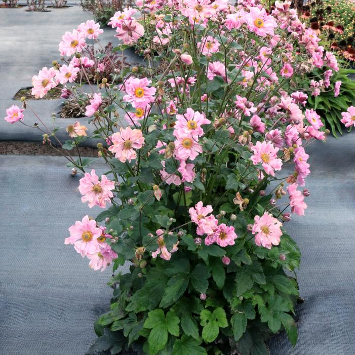 Photo courtesy of Terra Nova Nurseries, Inc.