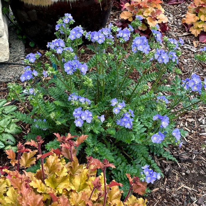 Photo courtesy of Terra Nova Nurseries, Inc.