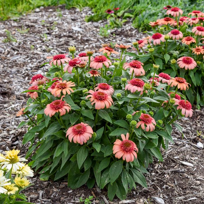 Image property of and used with permission from Walters Gardens