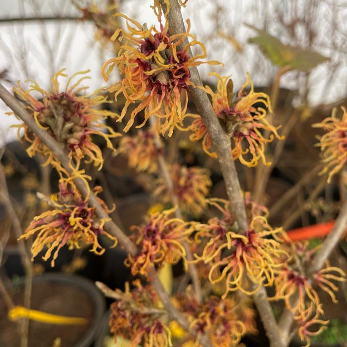 Image property of and used with permission from Walnut Hill Farms