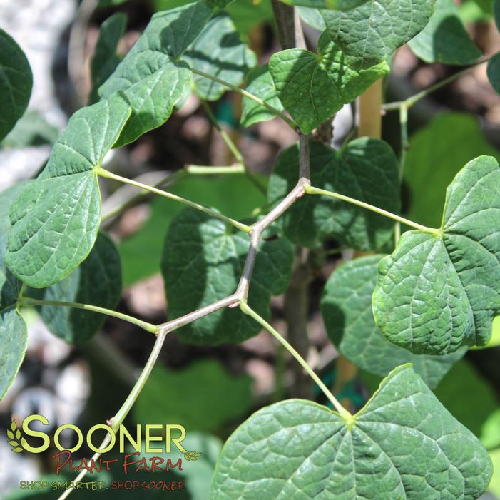 Image property of Sooner Plant Farm, Inc.