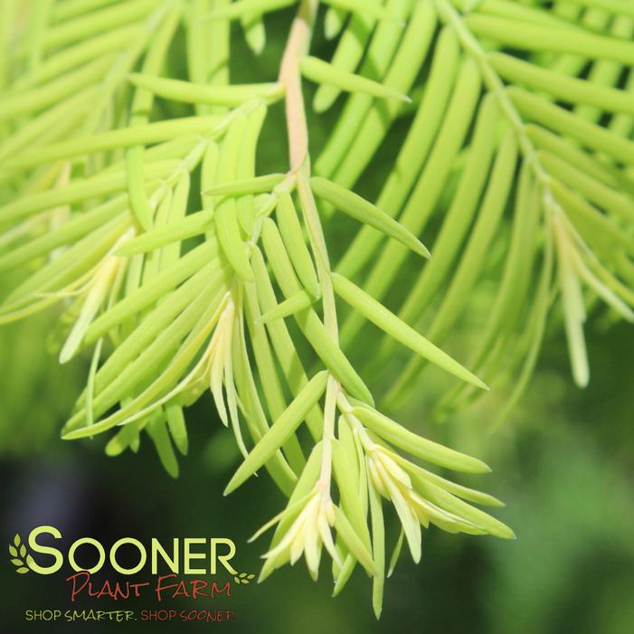 Image property of Sooner Plant Farm, Inc.