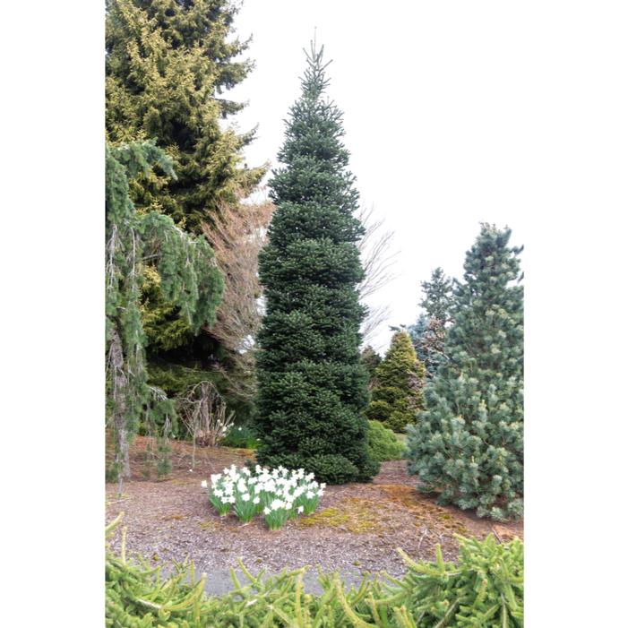 Image property of and used with permission from Iseli Nursery